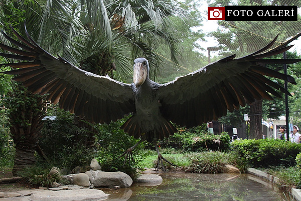 Gözlerinize inanamayacaksınız! Taş Devri'nden gelmiş gibi!