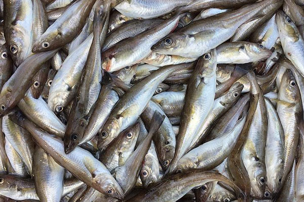 Tezgahların gözdesi mezgit oldu