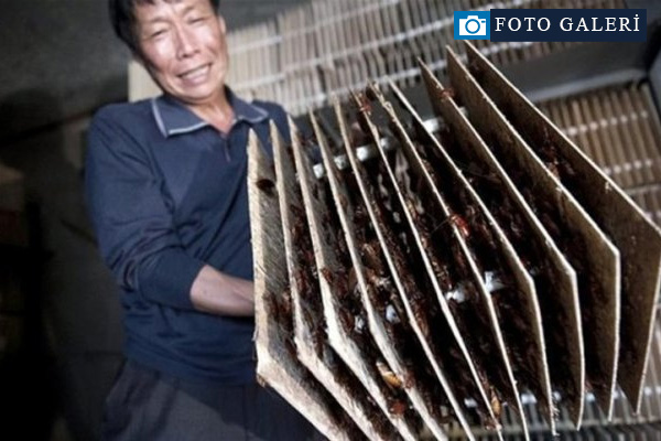 Gariplikler ülkesi Çin