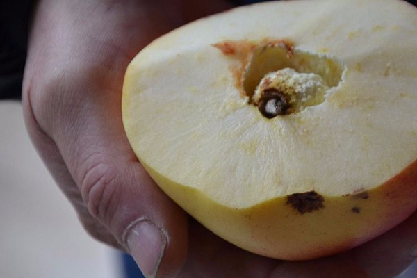 Ayva diye dikti...7 yıl sonra gördüklerine inanamadı!