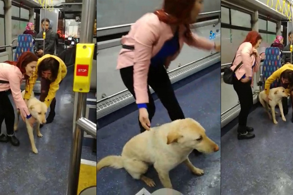 Yağmurdan kaçan köpek yolcu otobüsüne bindi