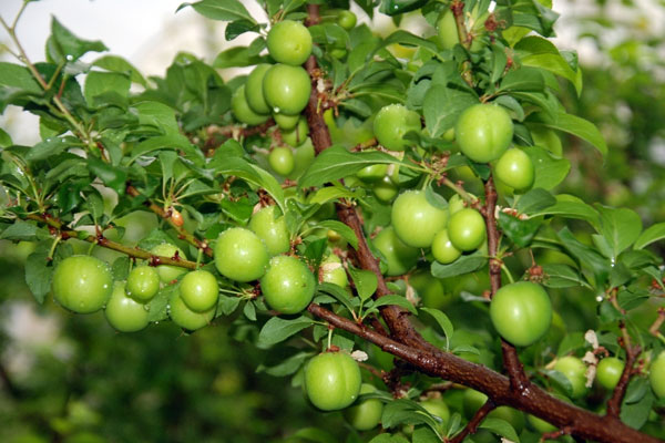 Kilosu 300 liradan Rusya’ya ihraç ediliyor