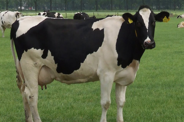 Hollanda'ya tepki olarak ineğini kesecek