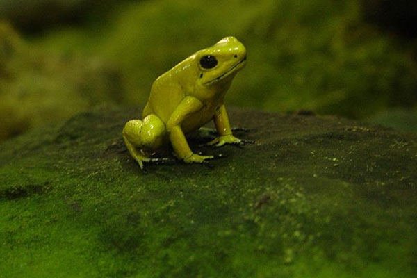 İlk kez fosforlu kurbağa bulundu