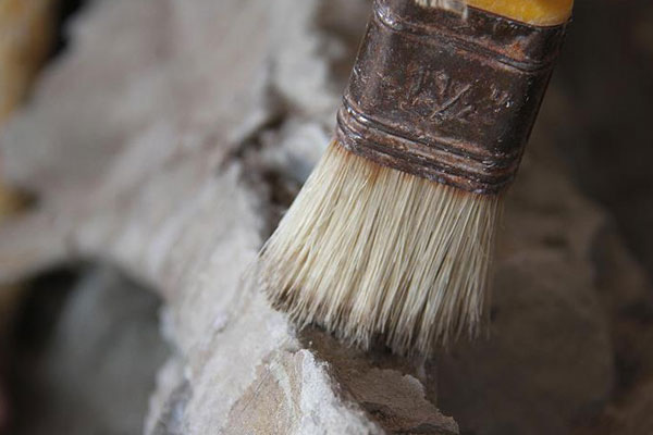 1,6 milyar yıllık bitki fosilleri bulundu