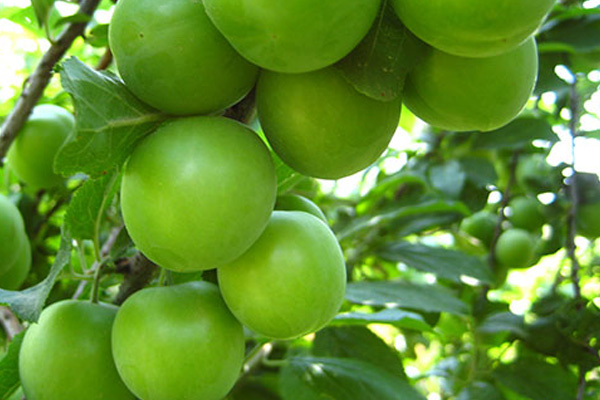 Can eriğinin kilosu 583 lira