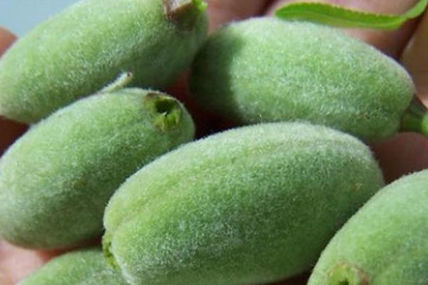 Çağla, 50 liradan tezgahlarda