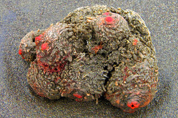 İçinden çıkanlar şoke etti!