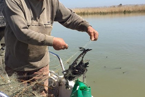 Manyas Kuş Cenneti’nde ürküten tablo