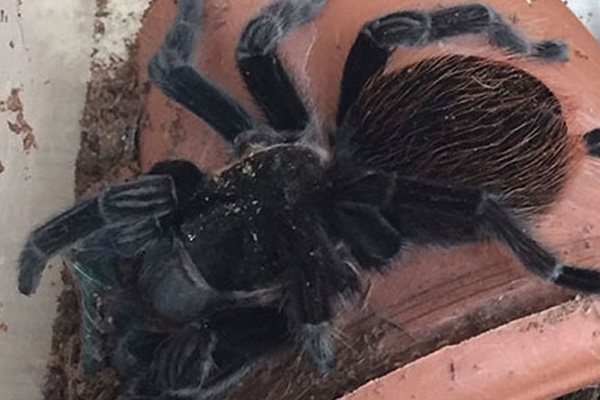 PKK'lının evinden tarantula çıktı! Ne amaçla beslediği araştırılıyor