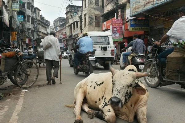 Hindistan'da inek öldürene müebbet hapis