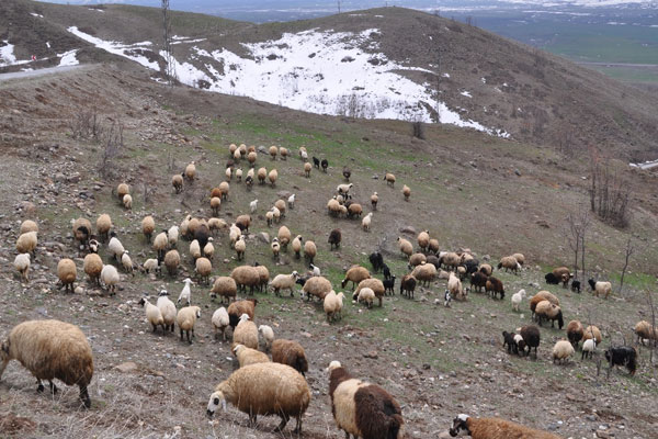 6 bin TL maaşla çoban aranıyor