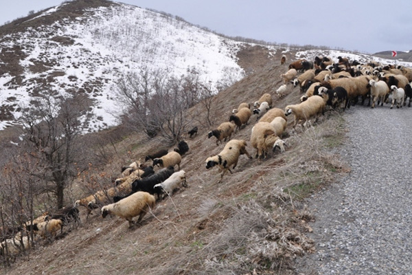 6 bin lira maaşa çoban bulamıyorlar