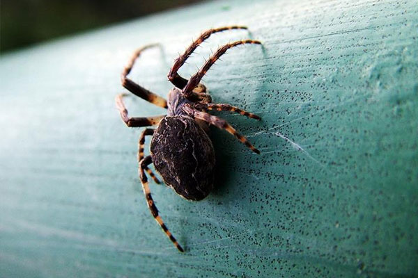 Örümceğin ısırdığı adam bacaklarını kaybetti