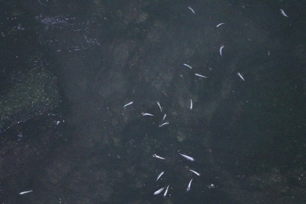 Karadeniz’de balıklar kıyıya vurdu