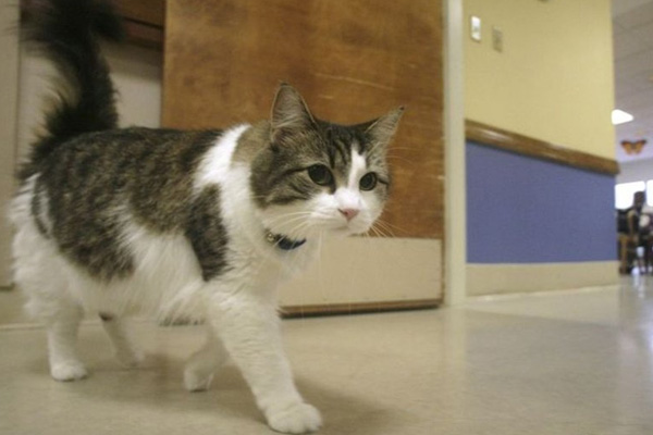 Bu kedi ölümü hissediyor!