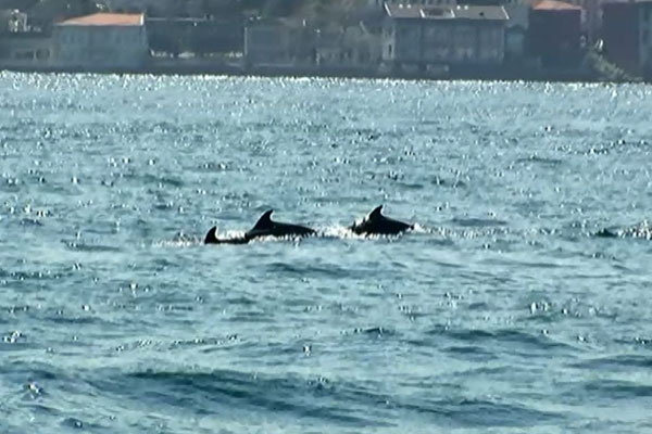 İstanbul Boğazı’na yunus akını