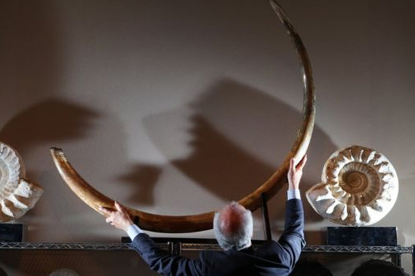 Çin'de 'mamut dişleri' kaçakçılığı!