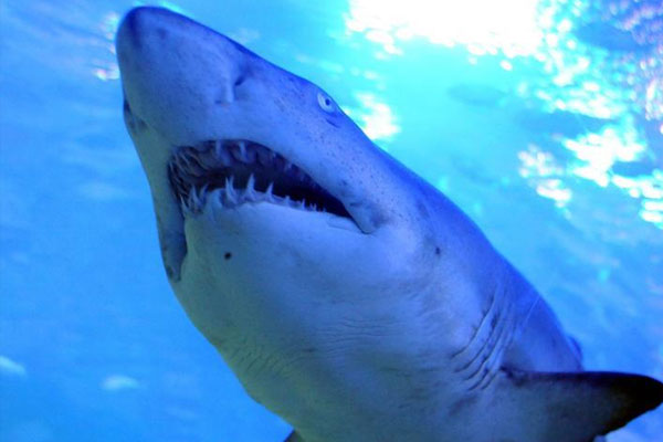 Köpekbalığı genç kızı öldürdü