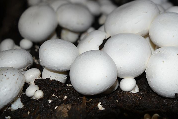 Mantar DNA'sında yeni antibiyotik potansiyeli