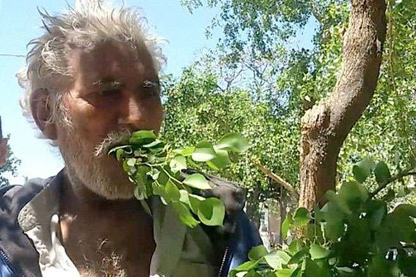 25 yıldır ağaç yiyerek besleniyor!