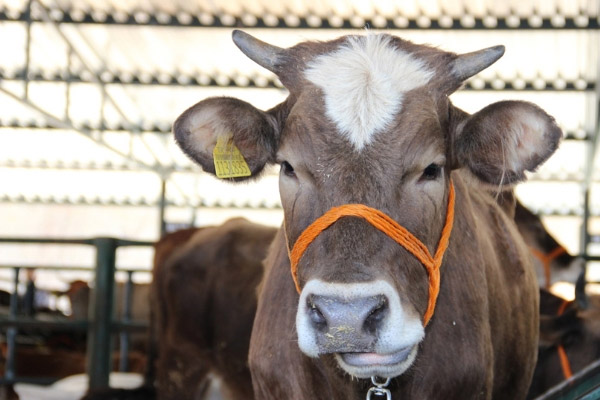 Türkiye'deki büyükbaş hayvan sayısı
