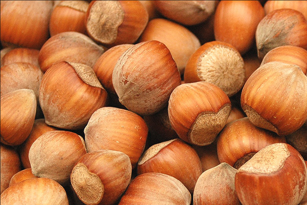 Fındık üreticisi dara düştü