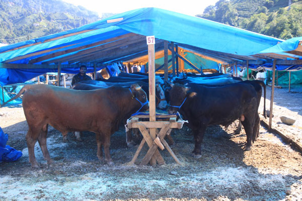 2015 kurban fiyatları açıklandı