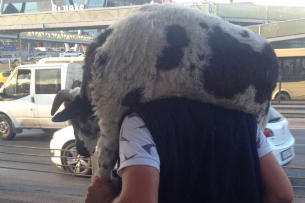 Kurbanlık koçla metrobüs yolculuğu