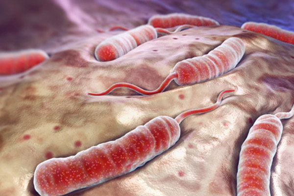 Irak'ta kolera virüsü can aldı