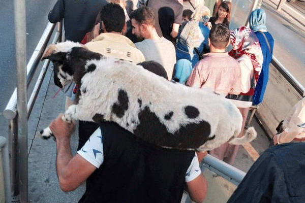 Kurbanlık koçu Metrobüs'te taşıdı