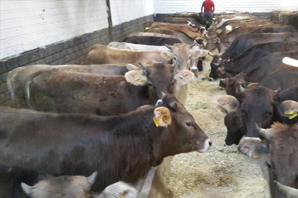 Kurban fiyatları yüzde 20 arttı