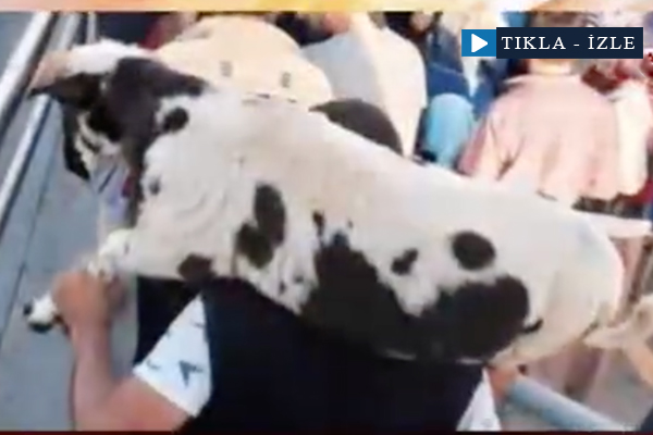 Koçla metrobüse binen adam kamerada