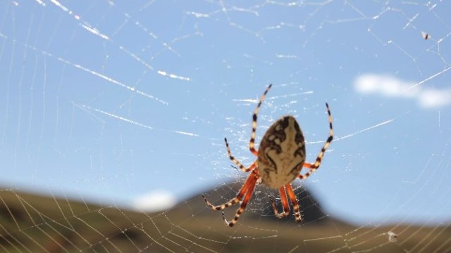 Türkiye'de görülen dev örümcek korkuttu