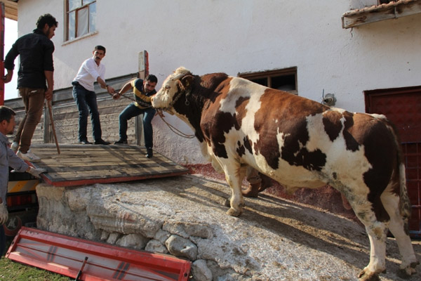 2 tonluk boğa sahibini buldu