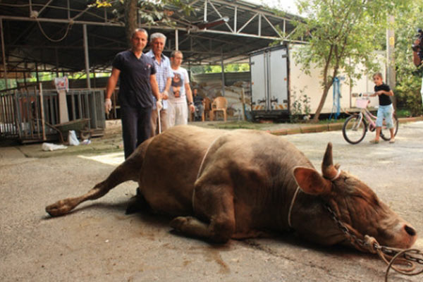Kurban kesiminde kazasız yöntem