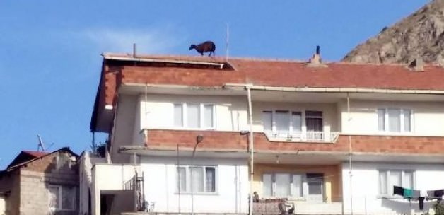 Kurbanlık koyun ipi uzun bulunca...