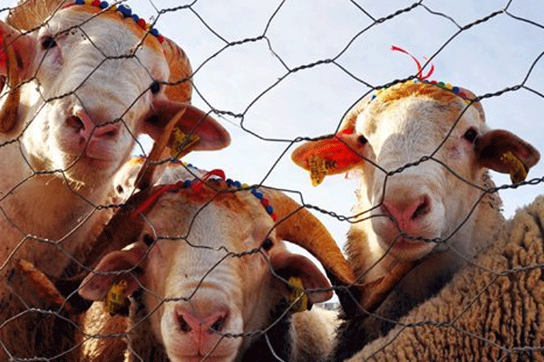 Bayramda et nasıl tüketilir?