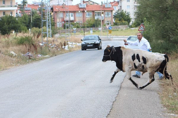 Kurbanlıklar yine kaçtı