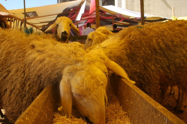 Kurbanlık fiyatları düştü