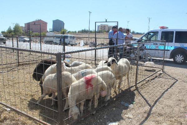 Kurban pazarında kavga: 5 yaralı