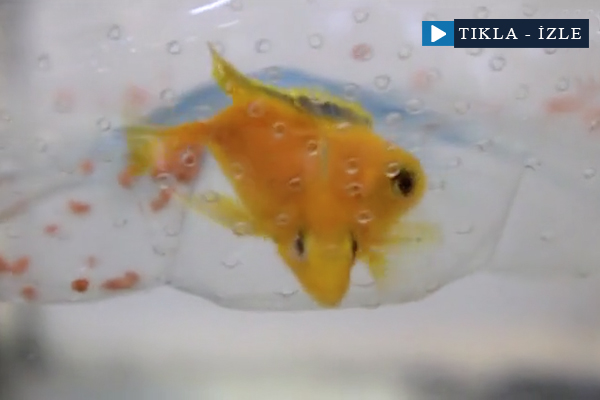 Çift başlı balık görenleri şaşırtıyor