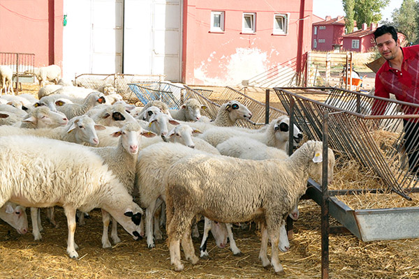 Kurbanda küçükbaş tercih edildi