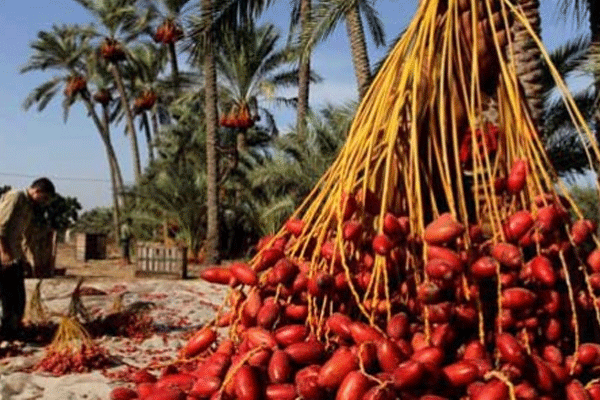 Gazze 15 yıl sonra dış pazara açılıyor
