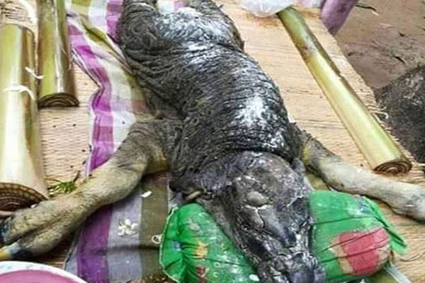Bufalo yavrusu herkesi şaşırttı