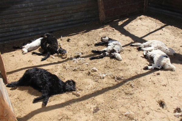 Kurt 150 hayvanı telef etti