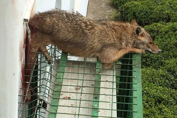 Köpeklerden kaçan çakal korkuluğa sıkıştı