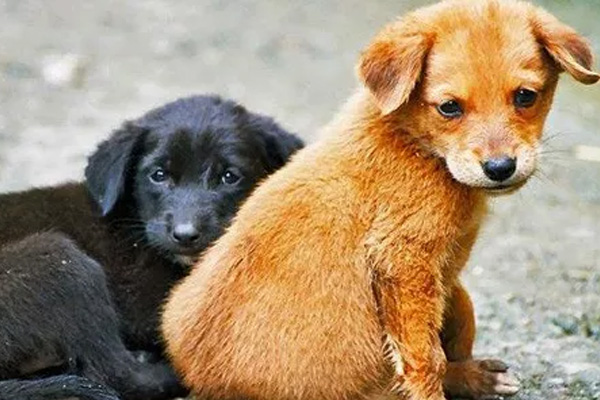 Hayvan hakları için yeni kanun tasarısı