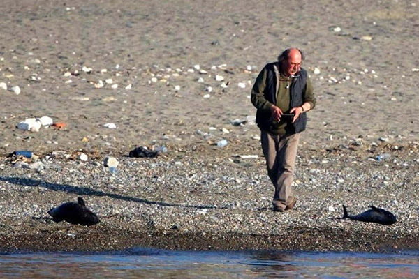 Balıkçılar avlarıyla beslenen yunusları öldürdü