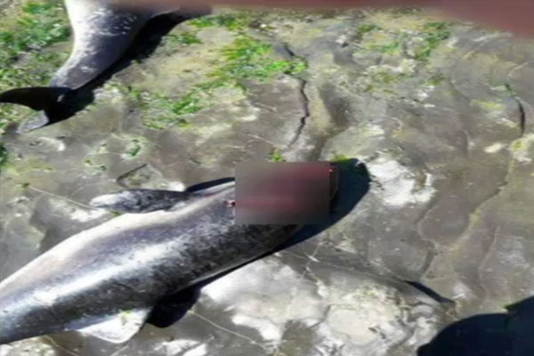 Akçakoca sahiline ölü yunuslar vurdu